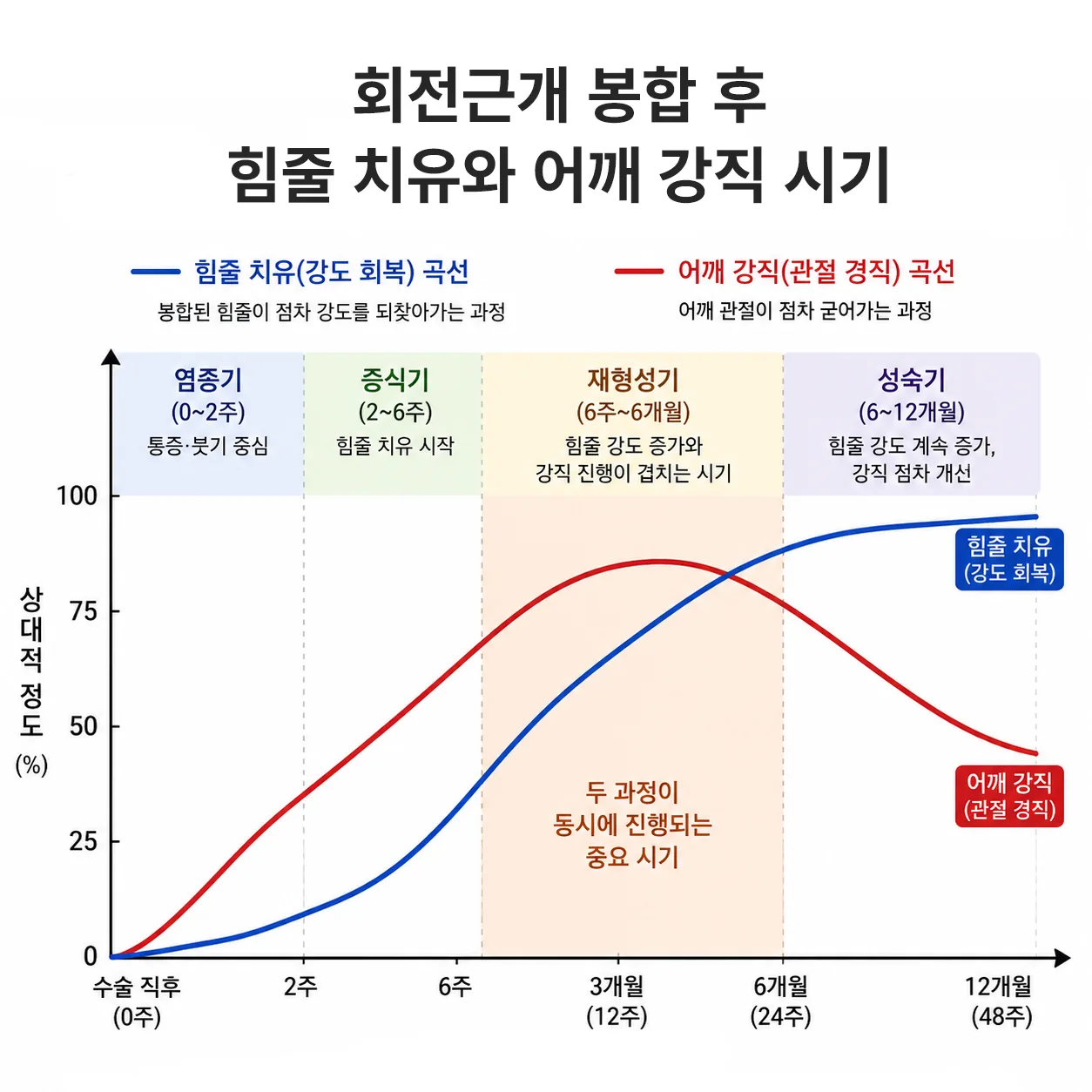 회전근개 봉합 후 힘줄 치유와 어깨 강직이 동시에 진행되는 시기 개념도