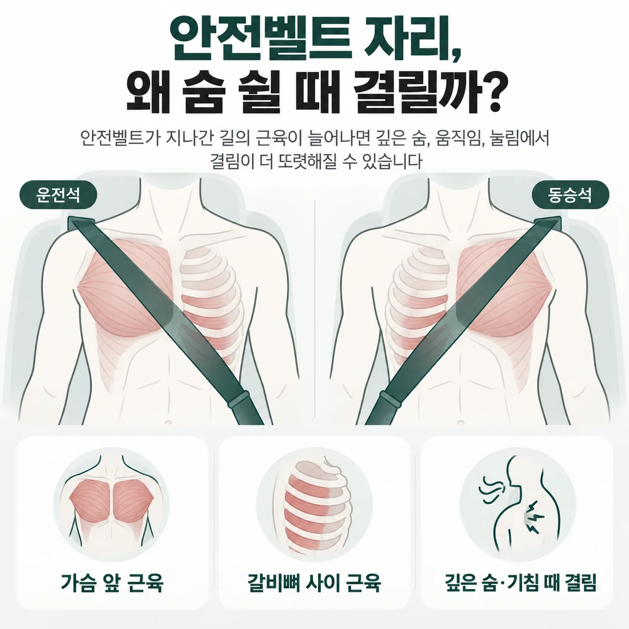 안전벨트가 지나간 길과 가슴 앞 근육, 갈비뼈 사이 근육 위치 도식